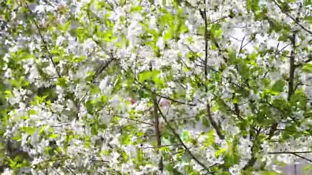 Цветущая вишня — стоковое видео