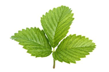 beyaz zemin üzerine çilek yaprağı 