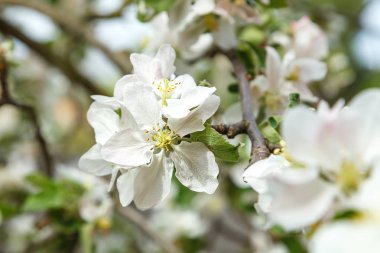 Çiçek açan elma ağacı