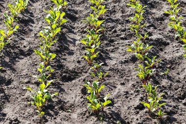 Genç pancar lahanası büyür