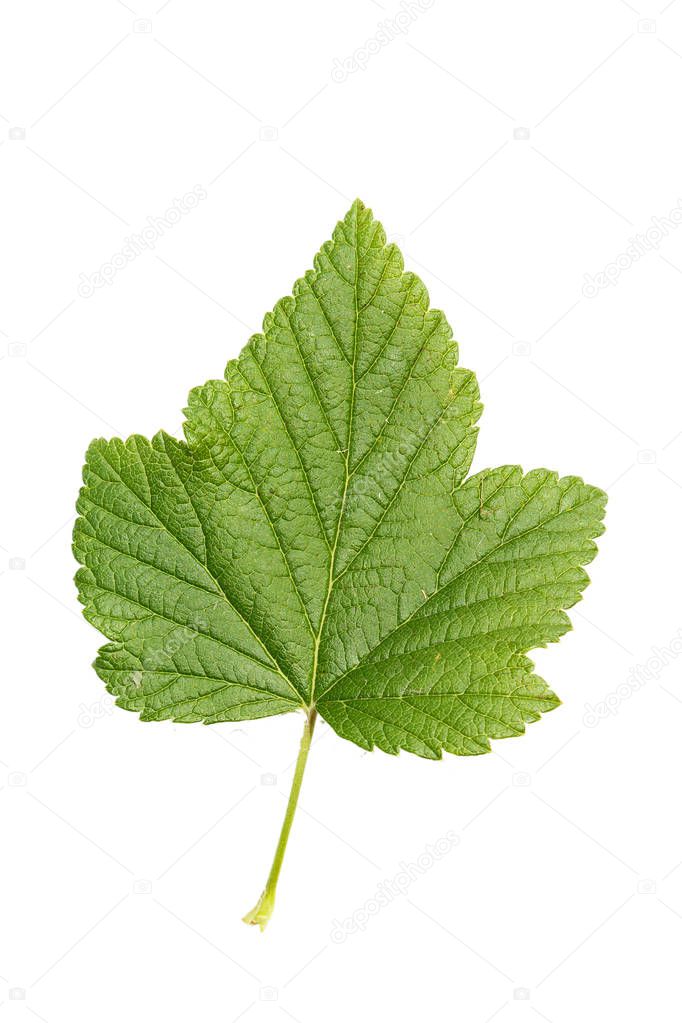 currant leaf isolated on white background