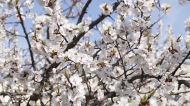 taze bahar arka plan