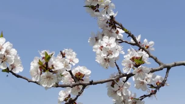 Fondo fresco de primavera — Vídeos de Stock