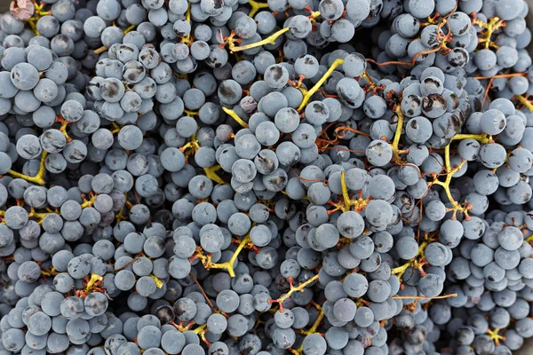 Blue grapes background — Stock Photo, Image