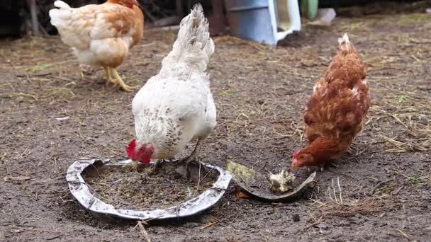 Polla blanca y gallinas abigarradas picotean grano del comedero . — Vídeos de Stock