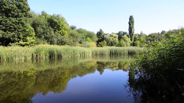 Bir bataklık, yaz kırsal manzara üzerinde yeşil duckweed — Stok video