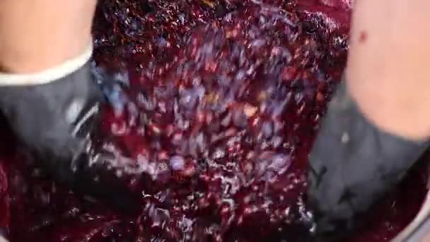 Recycling ripe grapes for wine production — Stock Video