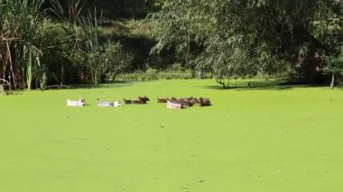 bir bataklık duckweed ile Yüzme ördekler