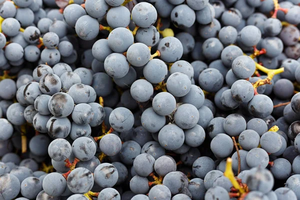 Fondo de uvas azules — Foto de Stock