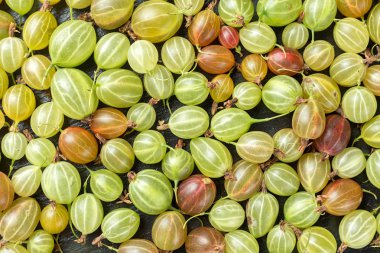 Olgun bektaşi üzümü arka plan