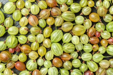 Olgun bektaşi üzümü arka plan