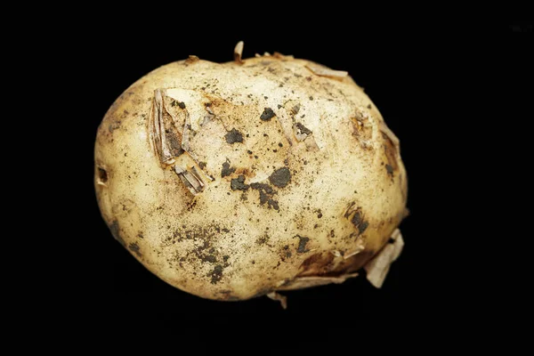 在黑色背景上的一个年轻土豆 — 图库照片