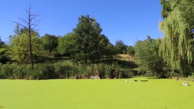 Duckweed ile büyümüş bataklık