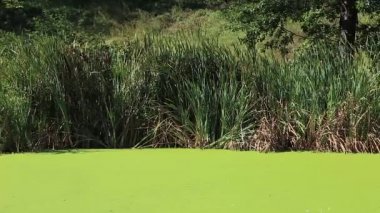 Duckweed ile büyümüş bataklık
