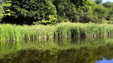 Yaz aylarında aşırı büyümüş Gölü