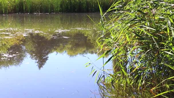 Yaz aylarında aşırı büyümüş Gölü — Stok video