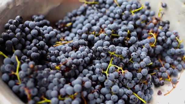 Harvest of purple grapes — Stock Video