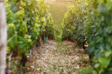 Üzümleri satırları büyümek