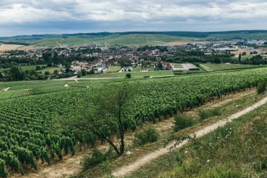 Yol boyunca üzüm alan