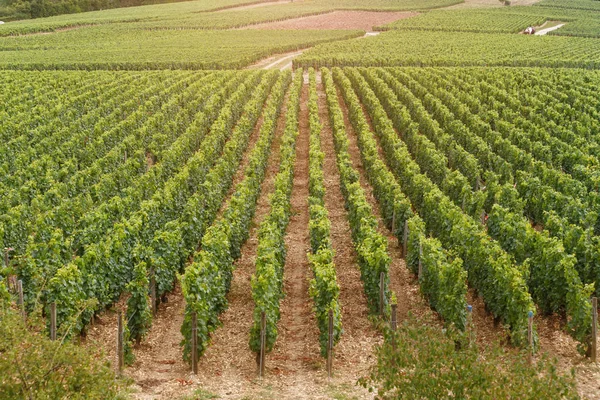 Campo plantado com arbustos de uva — Fotografia de Stock