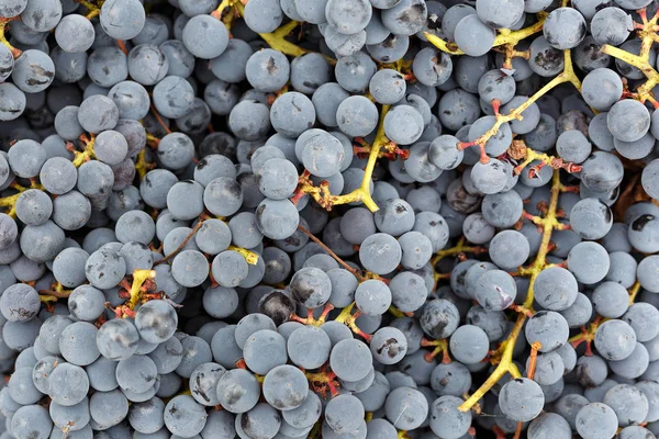 Mavi üzüm arka plan