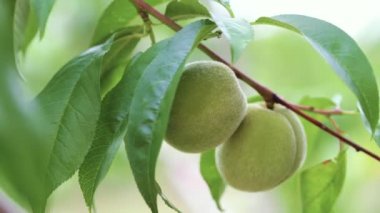 dal olgunlaşmamış şeftali