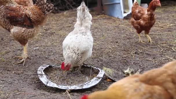 Pollo tradizionale che cresce in un ambiente naturale, alimentazione del pollo — Video Stock