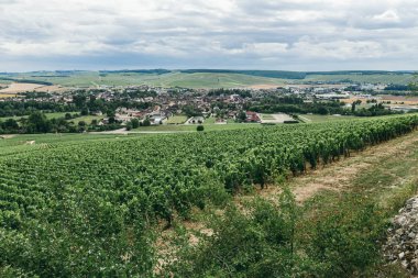 Üzümleri satır alanında büyümek