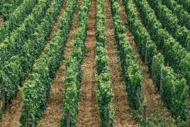 Üzümleri satır alanında büyümek