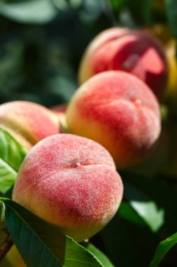 Olgun kırmızı şeftali yeşillik içinde