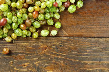 Metin için olgunlaşmış bektaşi üzümü yer