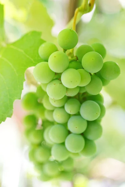 Een heleboel groene druiven op een struik — Stockfoto