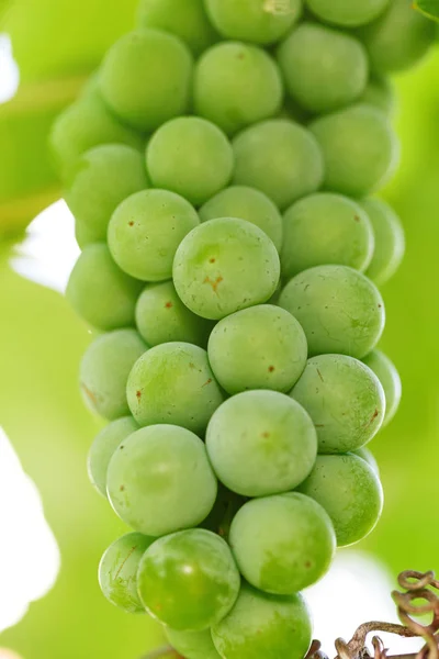 Un bouquet de raisins verts sur un buisson — Photo