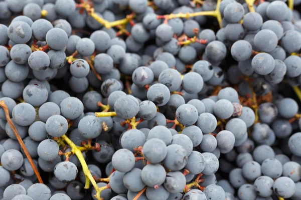 Fondo de uvas azules — Foto de Stock