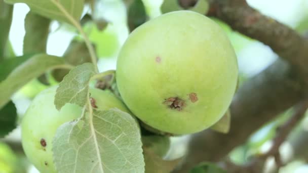 Manzana verde en una rama — Vídeo de stock