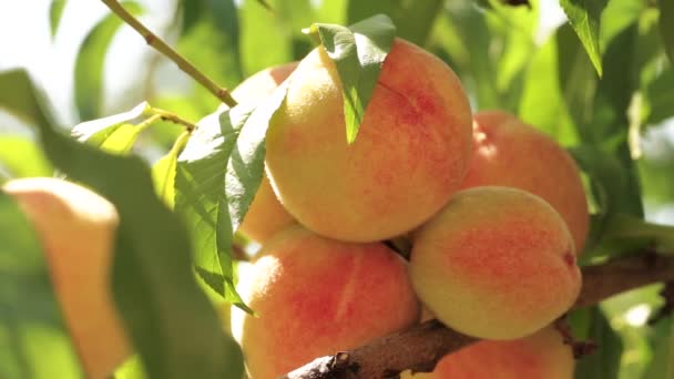 Спелые персики на ветке — стоковое видео