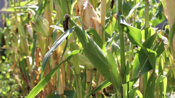 Mais wächst im Garten — Stockvideo