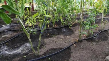 Domatesler serada yetişir.