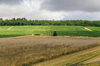 Fransa'da üzüm alanları