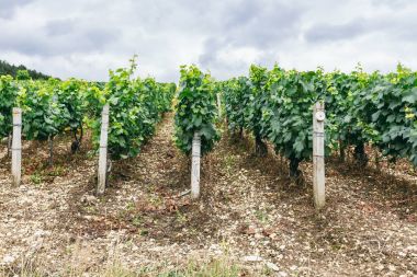 Üzüm büyür satır alanında, Fransa, Chablis şarap bölgesi