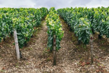 Üzümleri satırları büyümek