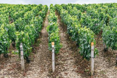 Üzüm büyüyen alan satırları