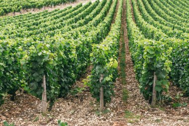 Üzüm büyüyen alan satırları