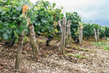 Birçok üzüm çalılar bağladı