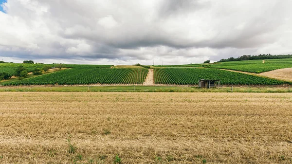 Fransa'da büyüyen üzüm