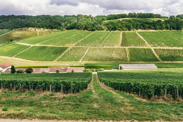 Campo de uva verde en Francia — Foto de Stock