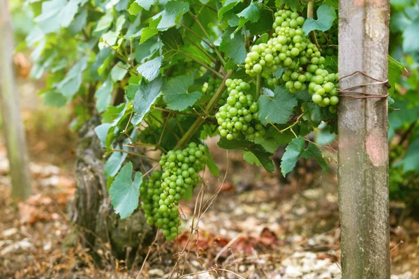 Een heleboel groene druiven op een struik — Stockfoto