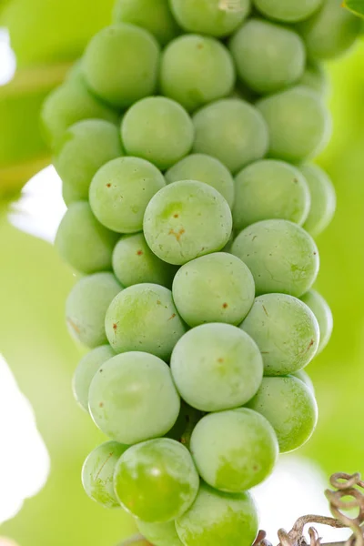 Een heleboel groene druiven op een struik — Stockfoto