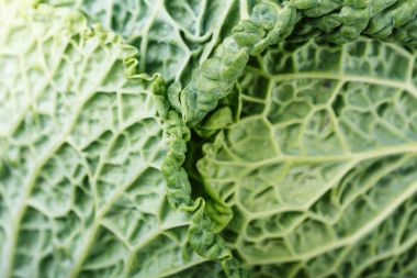 savoy lahana yakın çekim yaprak