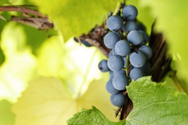 Shiraz üzüm asma üzerinde tek demet